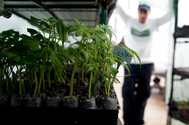 Many cannabis plants growing in the facility, where a person is overwatching them in the background