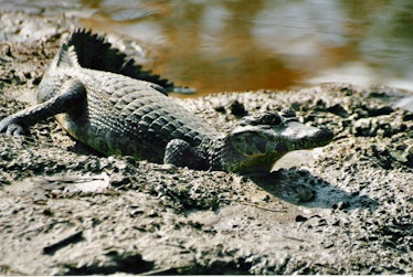 Caiman, crocodile