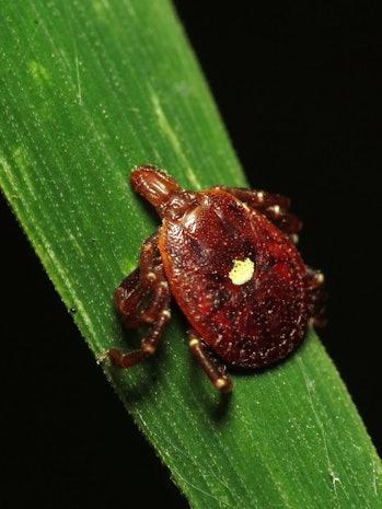lone star tick meat allergy
