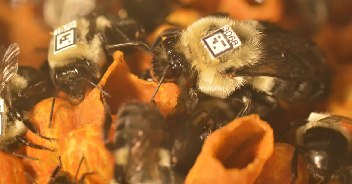 Tagging Insects Barcoded Bumblebees Explain How Jobs Change Inside the Hive