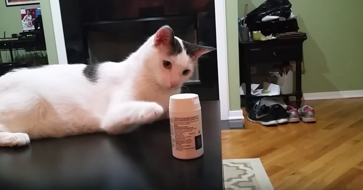 Why Do Cats Knock Everything Over Science Explains