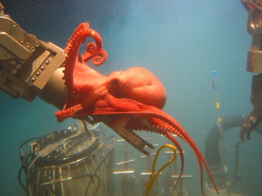 This stunning octopod, Benthoctopus sp., seemed quite interested in ALVIN's port manipulator arm. Th...