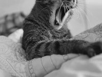 A cat lying in a bed and yawning