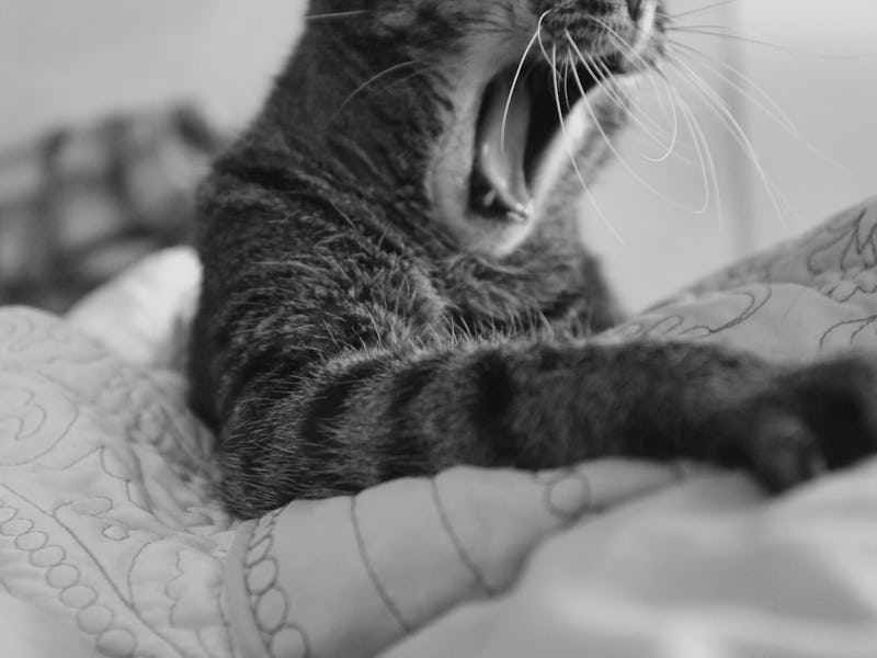 A cat lying in a bed and yawning