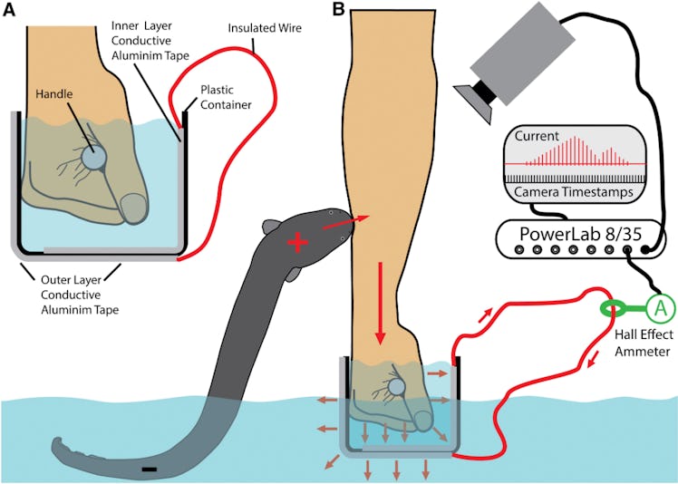 electric eel