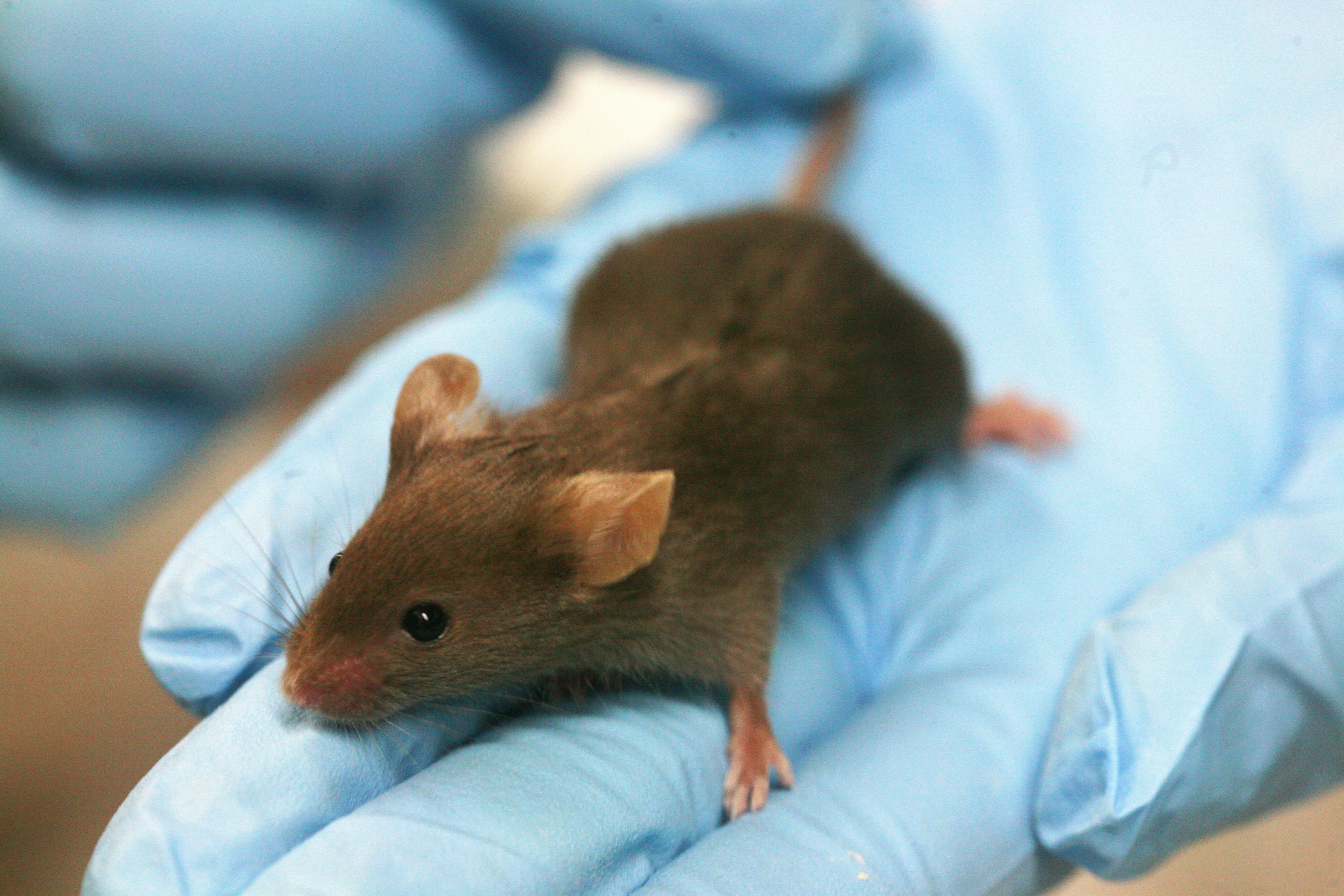 oxytocin and social amnesia in mice