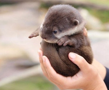 baby river otter