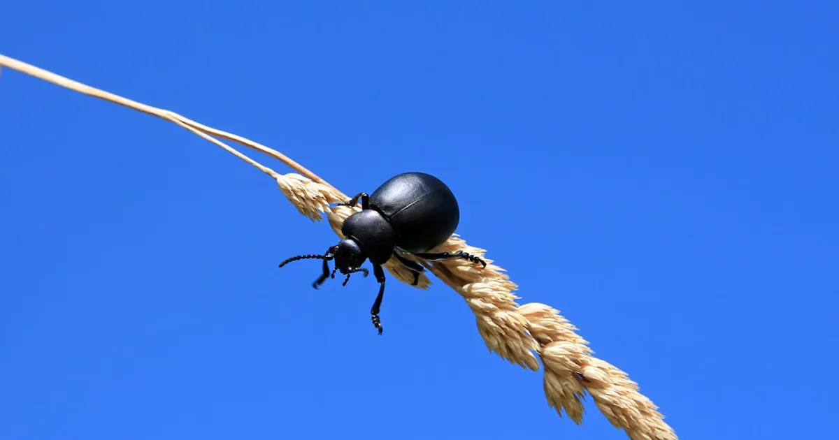 Climate Change Will Make Insects Hungrier, Threatening Dwindling Crops