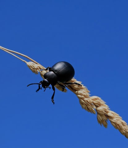 Climate Change Will Make Insects Hungrier, Threatening Dwindling Crops