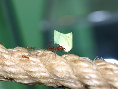 Ants walking on a rope 