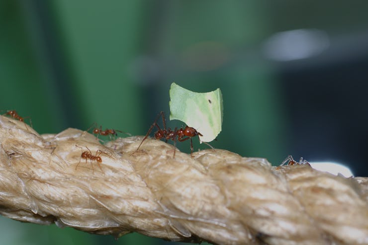 Ants walking on a rope