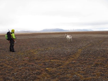Reindeer and researcher on Svalbard