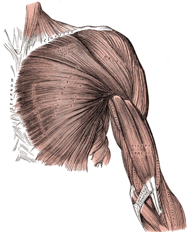 pectoralis major grey's anatomy