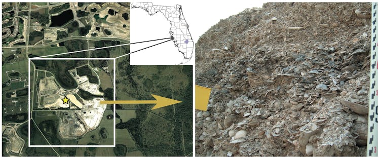 Meyer was looking for fossils in a quarry near Sarasota, Florida. The site is now a ranch.