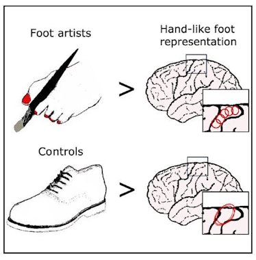 Artists who paint with their toes have brain activity that exhibits a much more precise level of con...