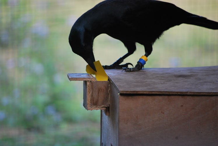 Researchers gave crows a piece of paper, which they ripped into the correct size to receive a reward...