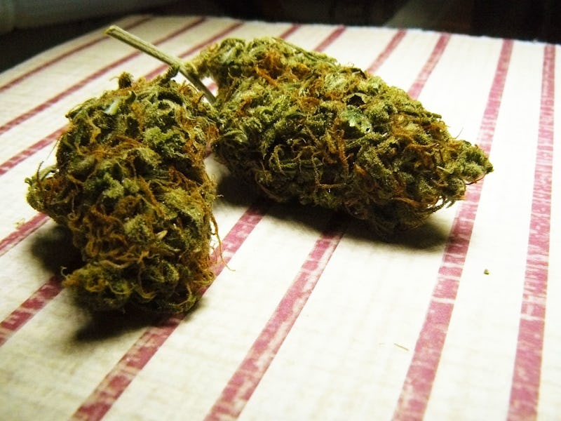 Two marijuana heads