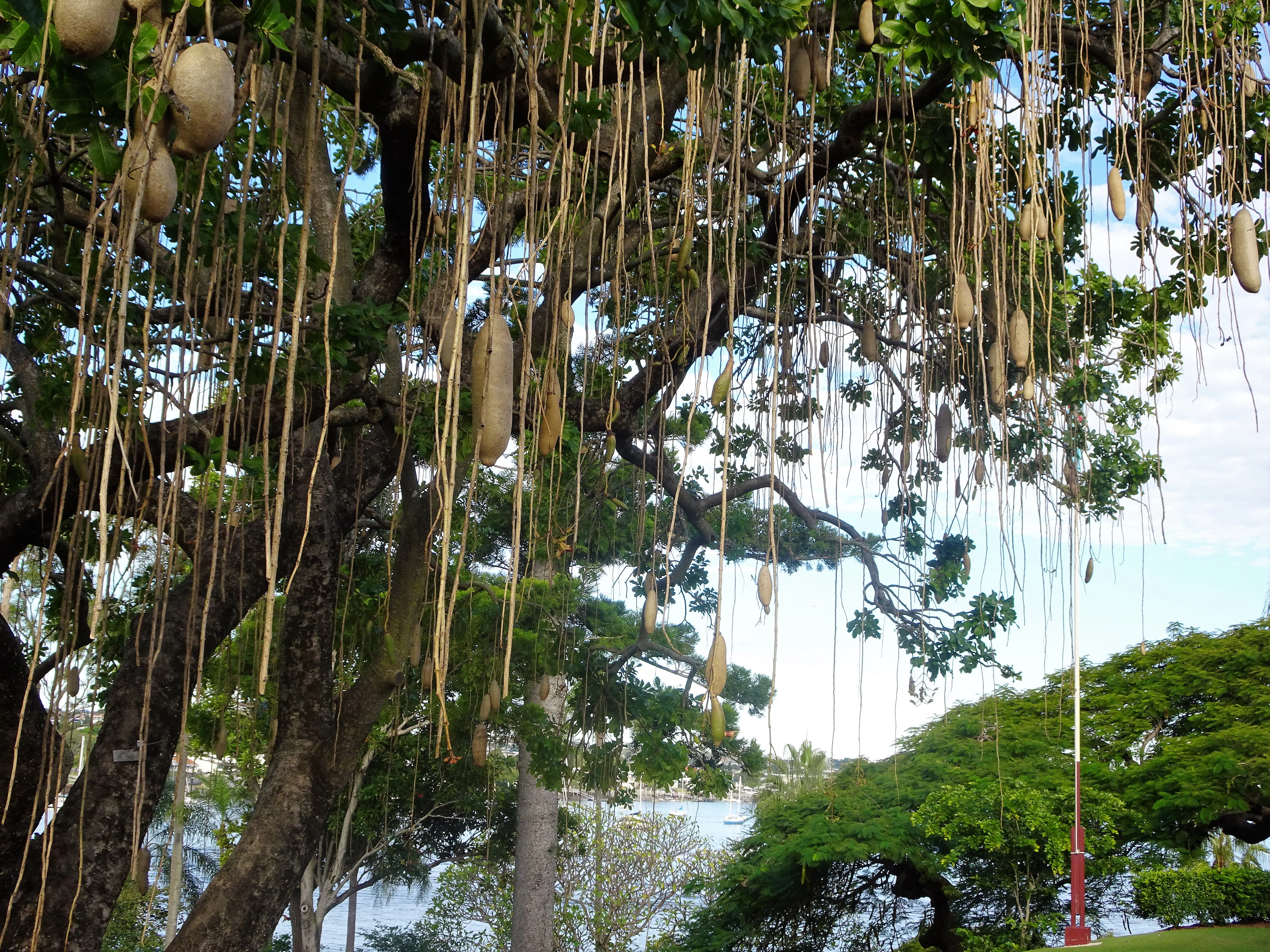Horrific “Cursed Root” Tweet Stumps Scientists, But We Have Some Ideas
