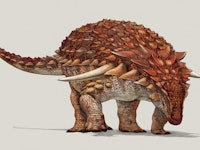 Ginger Ankylosaurus dinosaur on white background