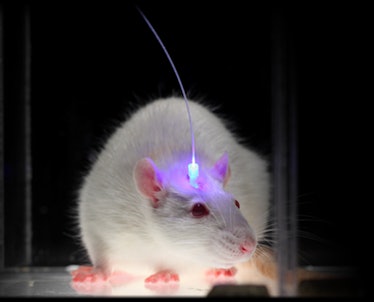 rat study, optogenetucs 