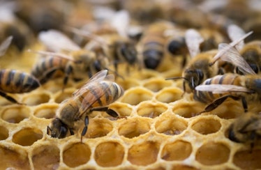 Inside The Bee Hive Free Stock Photo - Public Domain Pictures