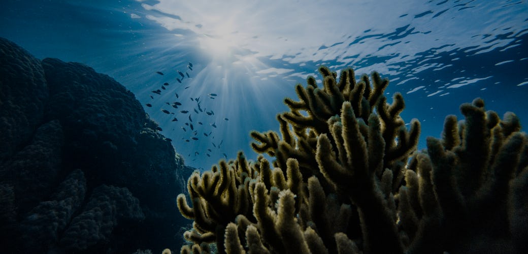 200,000 Ocean Viruses Study Shows 10Fold Increase Over Previous Estimates