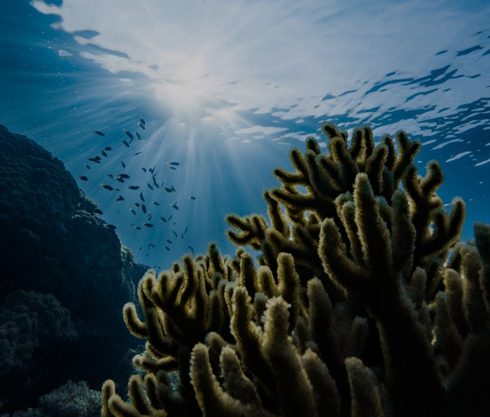 200,000 Ocean Viruses Study Shows 10Fold Increase Over Previous Estimates