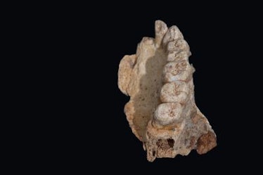 jawbone misliya cave ancient human migration africa