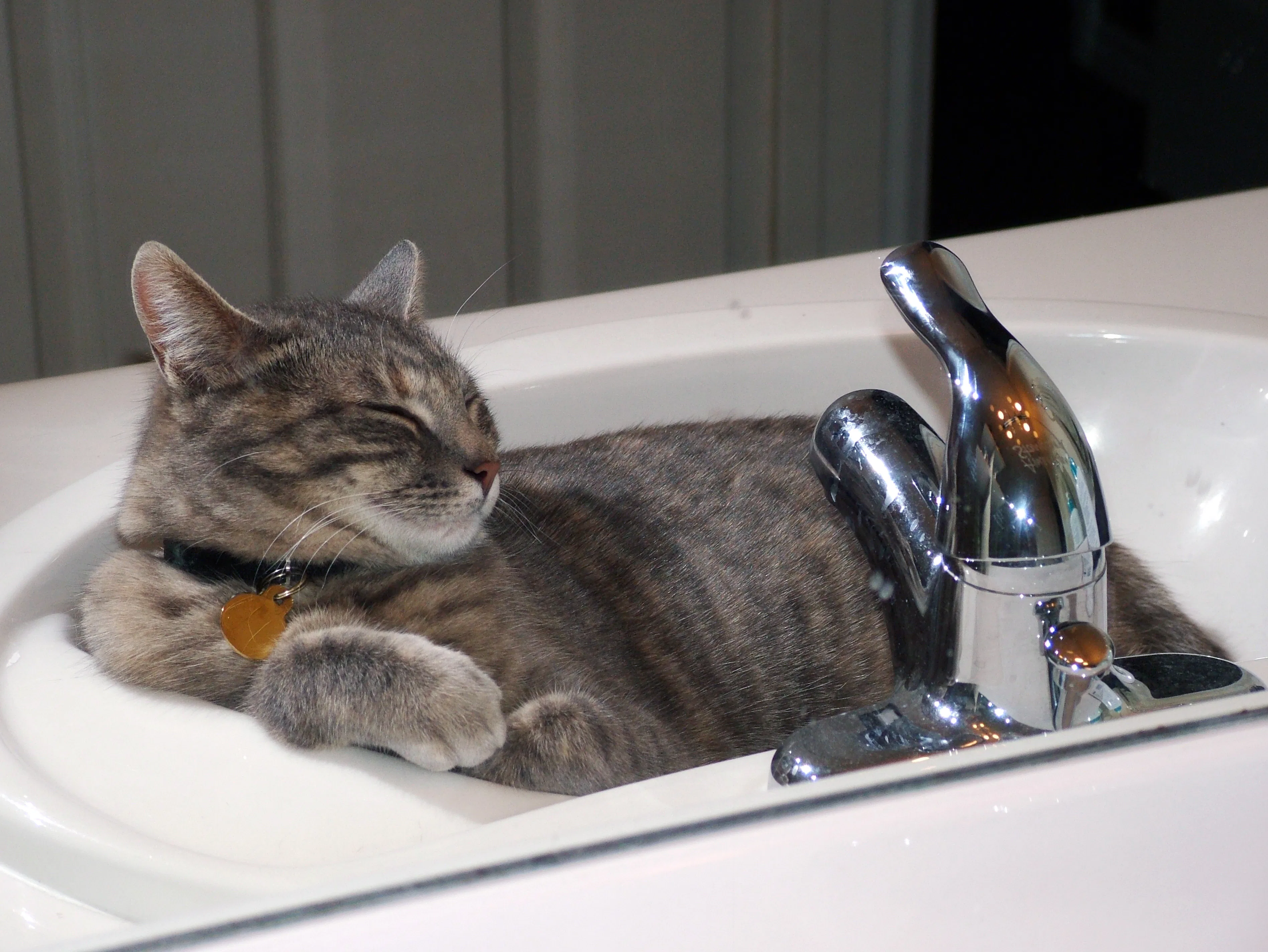 Why Cats Love Drinking From The Sink According To Science