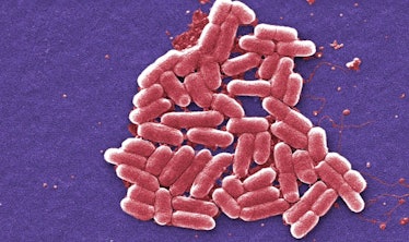 Shigella bacteria common to human feces, which can totally get on your comforter.