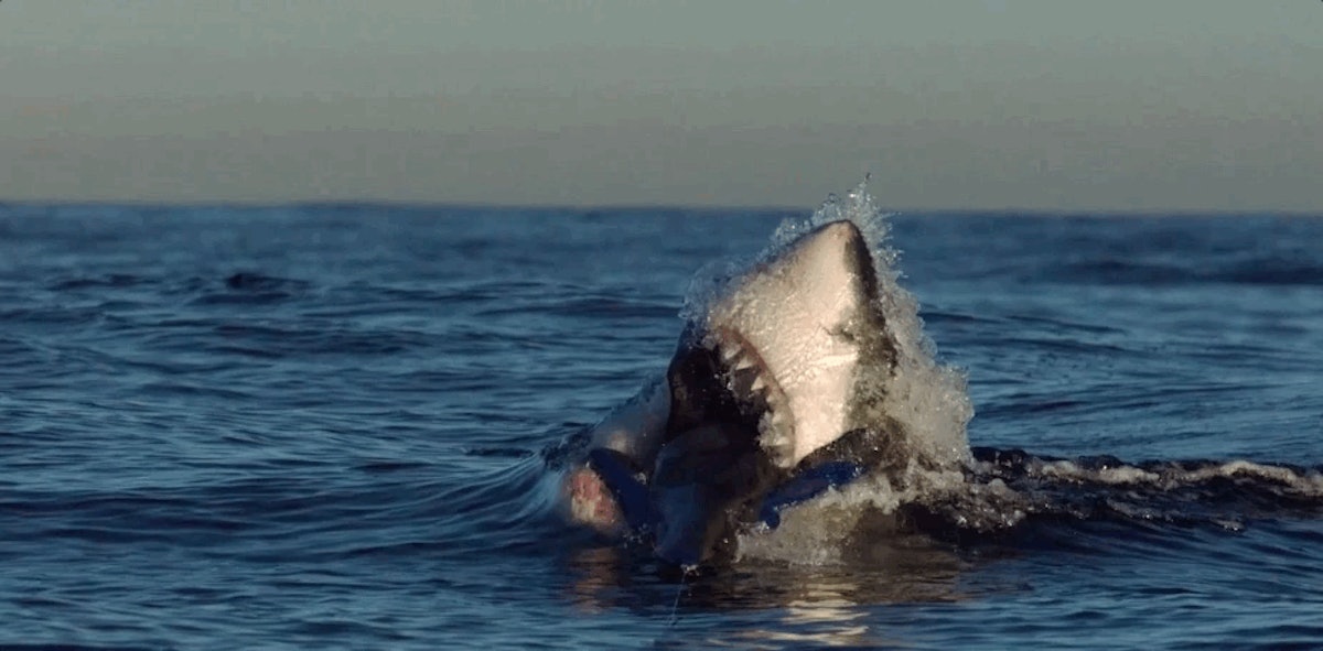 Shark Week: Here Is the Wild Physics of a Shark Leap