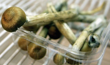 LONDON - JULY 18: Magic Mushrooms sit in a fridge on July 18, 2005 in London, England. The sale of f...