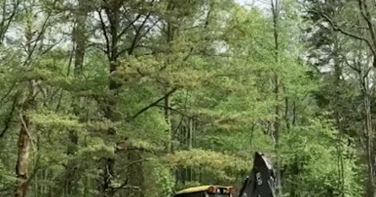 Tree Exploding With Pollen