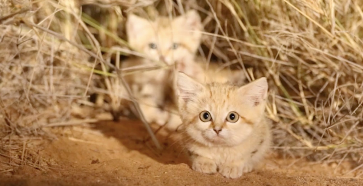 sand kitten wow