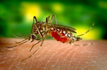 female mosquito bite