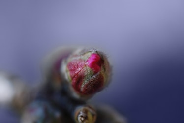 This is a bitter Almond bud (I.E. almond with pink flowers not eatable - I don't know the exact name...