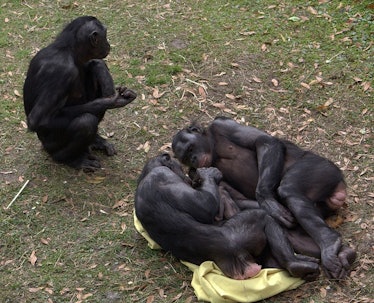 bonobos