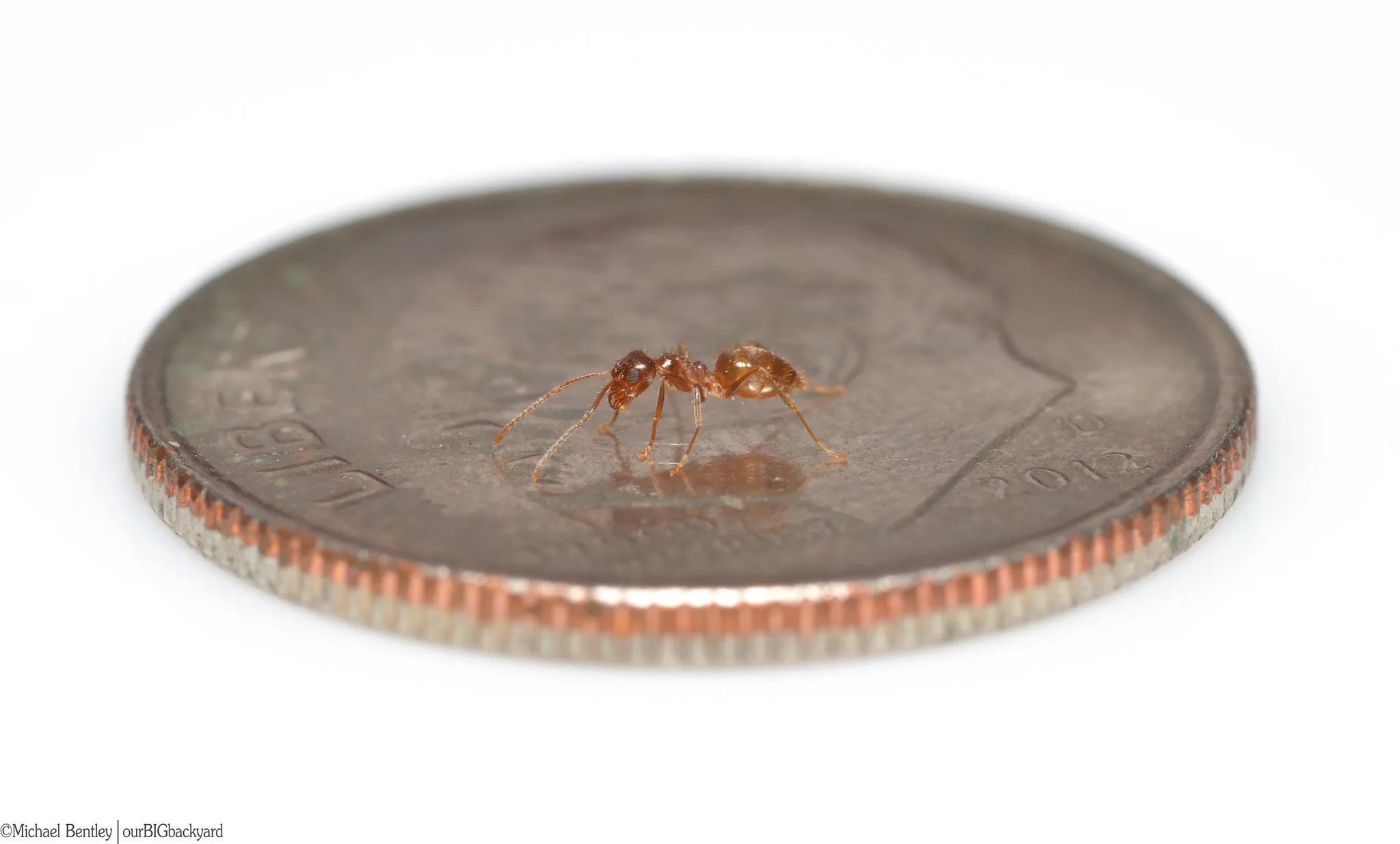 An Entomologist's Scientific Review of 'Ant-Man'