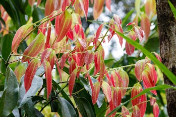 Ceylon cinnamon (Cinnamomum zeylanicum) has naturally lower levels of coumarin.