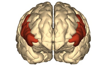 inferior frontal gyrus brain