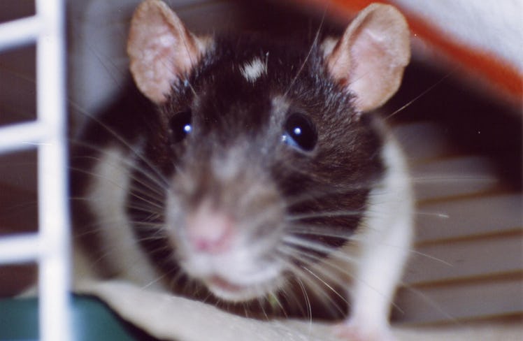 rat