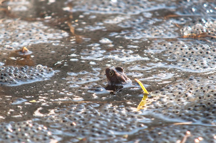 frogs, frog eggs