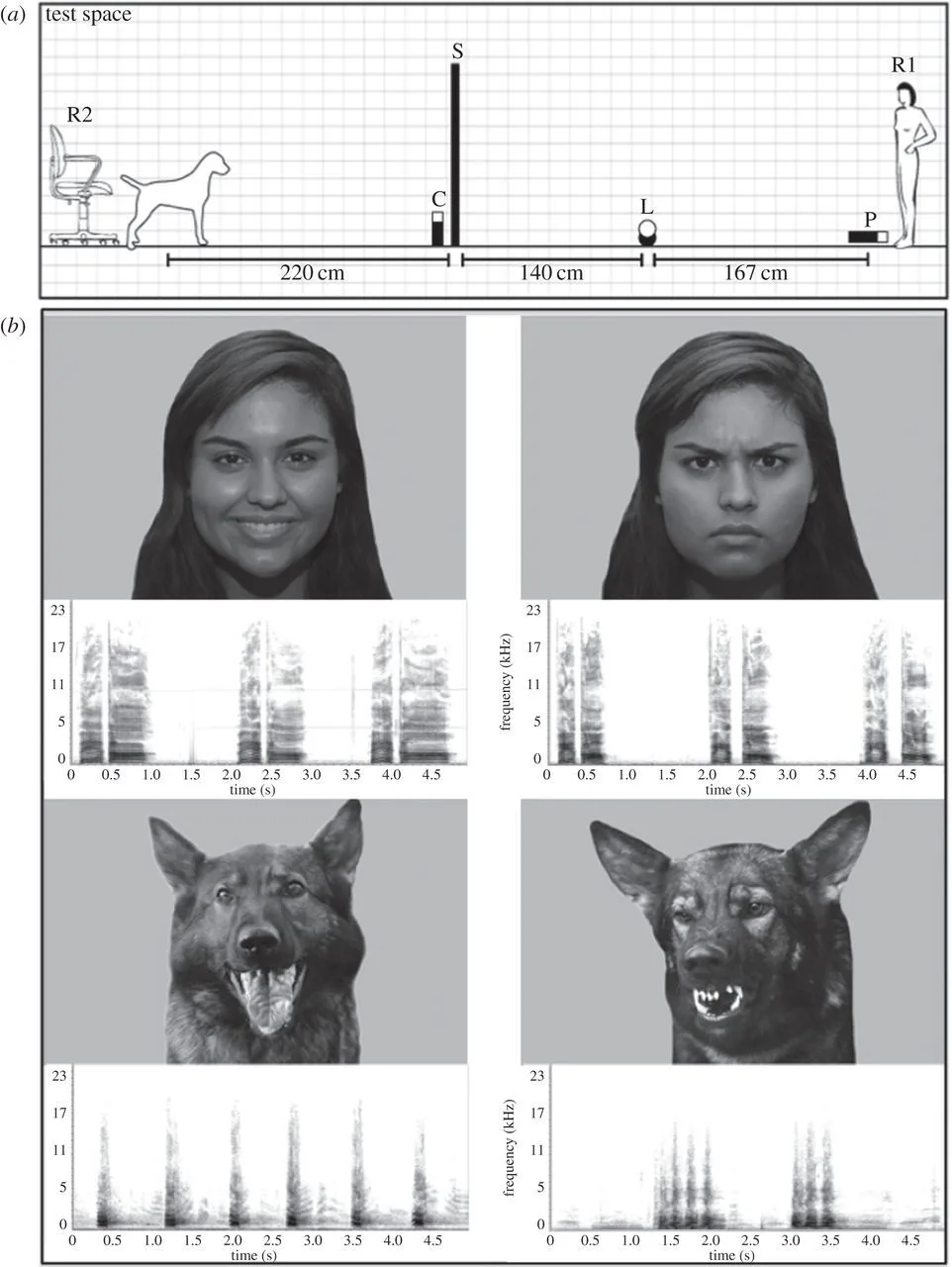 Dogs Use a Human-Like Technique to Read Our Emotions