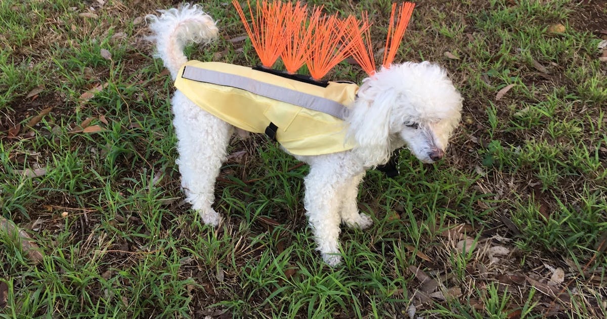 Anti coyote 2025 dog jacket