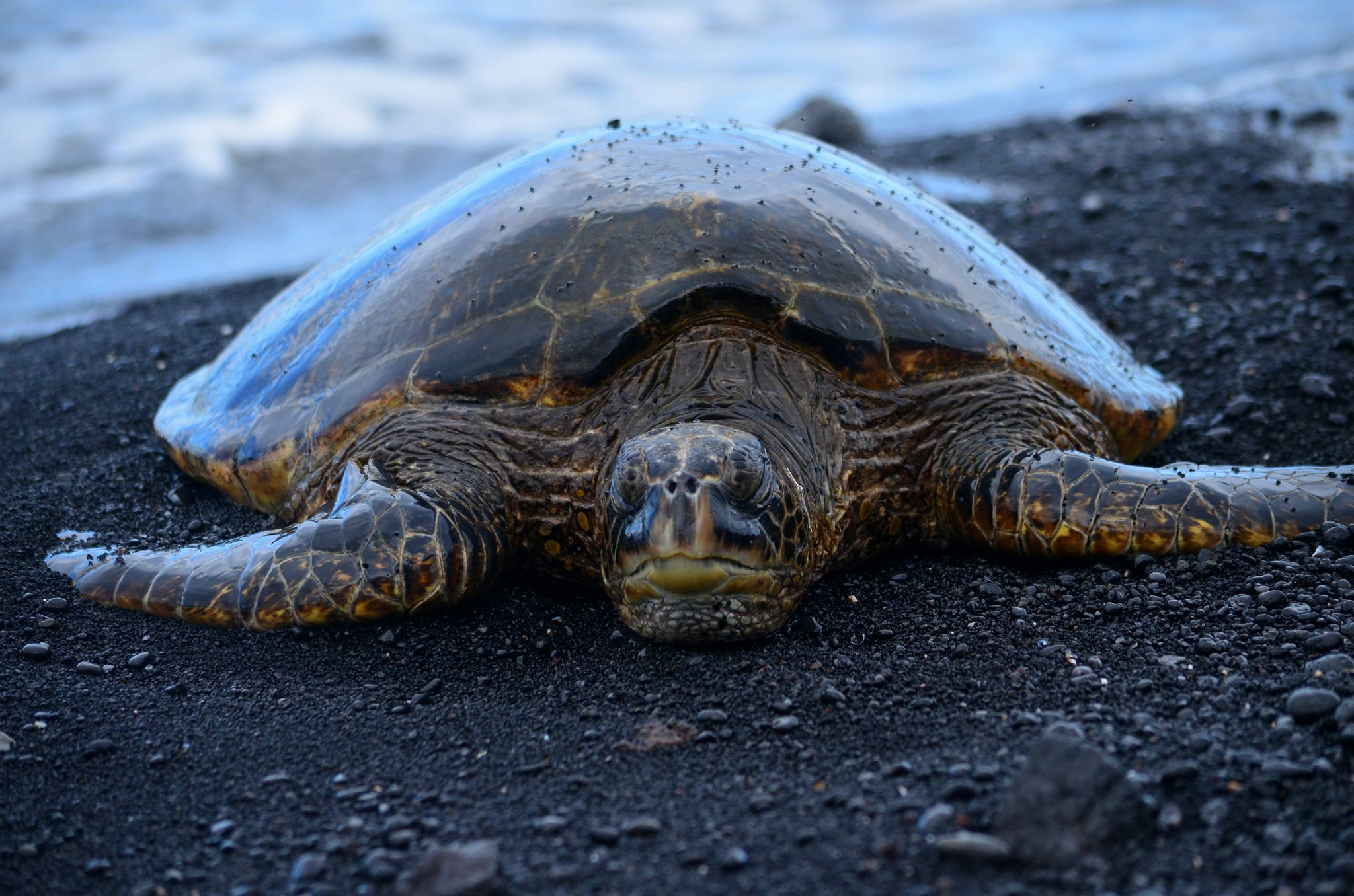 Cell Phone Lights Are Harming Floridas Pregnant Sea Turtles picture