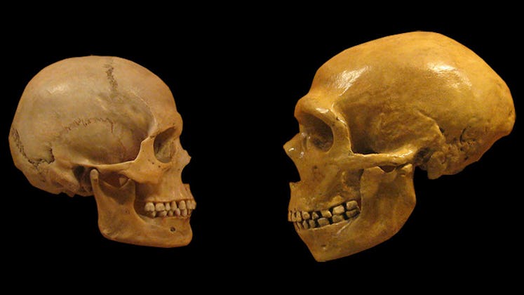 Human's and Neanderthal's skull