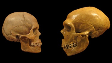 Human's and Neanderthal's skull