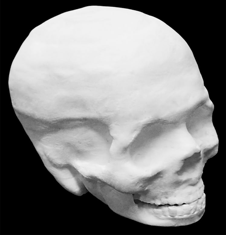 
		
	
	
		
			
				
					Photograph of a Hyperelastic Bone human skull. Interior of the skull is hol...