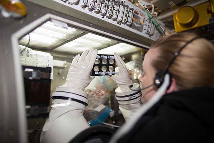 Astronauts examined the cell culture plates onboard the ISS
