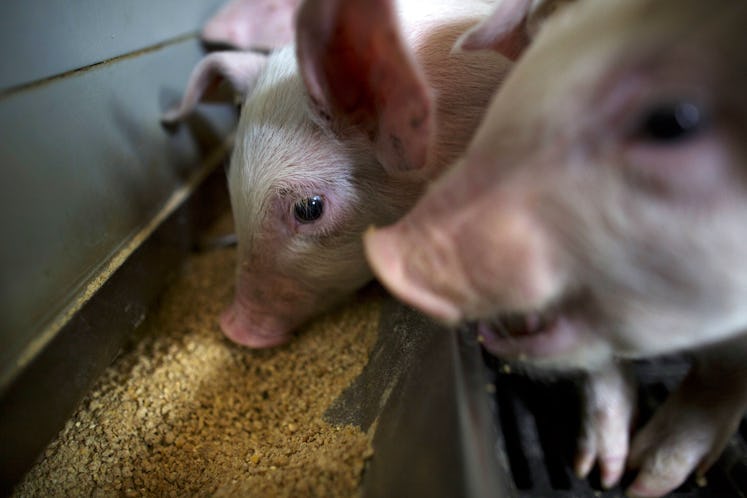 pig eating feed farm